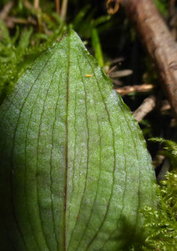 Image of Calypso orchid