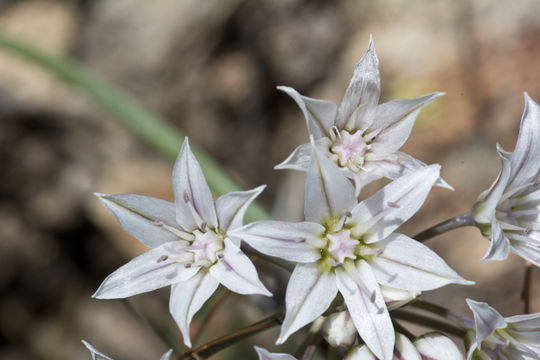 Image of largeflower onion