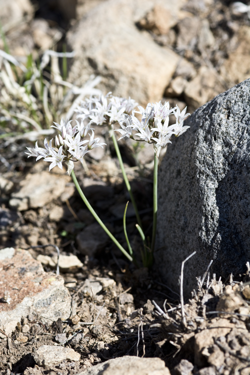 Image of largeflower onion