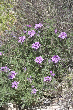 Image of Dakota mock vervain