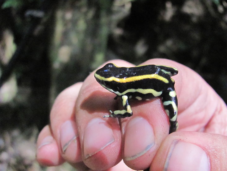 Image of Yellow-striped Poison Frog