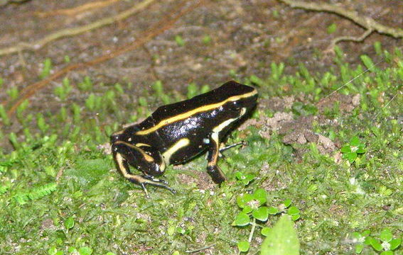 Plancia ëd Dendrobates truncatus (Cope 1861)