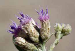 Image of arrowweed