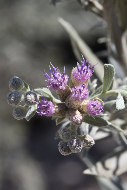 Image of arrowweed