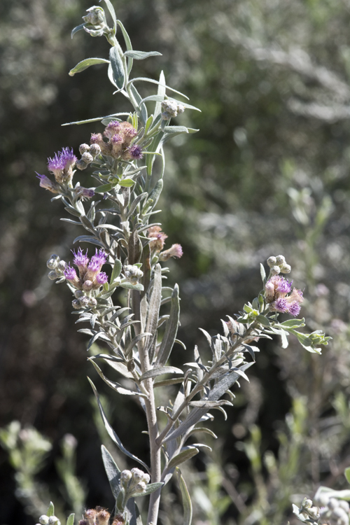 Image of arrowweed