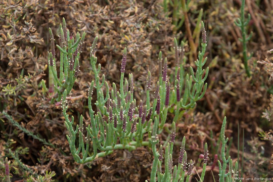 Слика од Salicornia pacifica Standl.