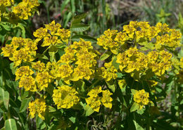 Euphorbia oblongata Griseb. resmi