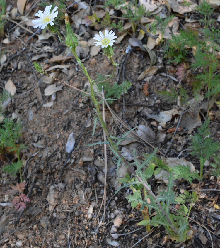 Image of California plumeseed