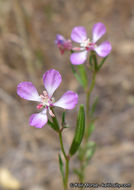 Image of Campo clarkia