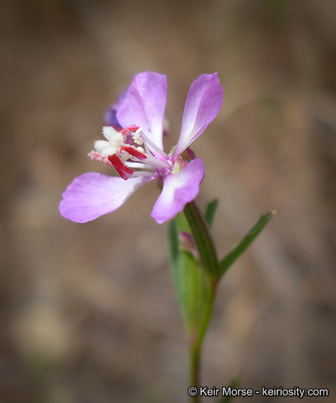 Image of Campo clarkia