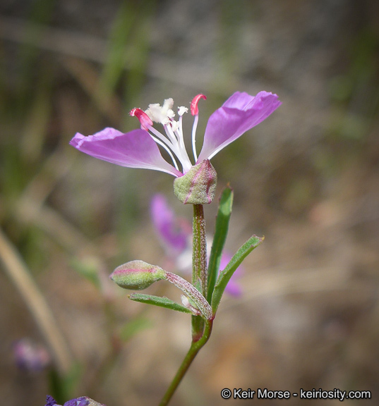 Image de Clarkia delicata (Abrams) A. Nels. & J. F. Macbr.