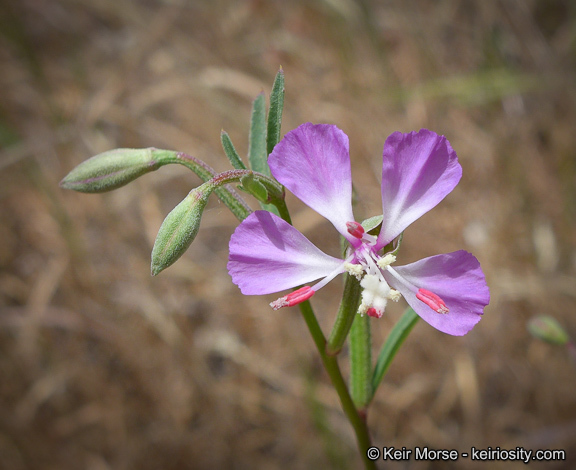 Image de Clarkia delicata (Abrams) A. Nels. & J. F. Macbr.