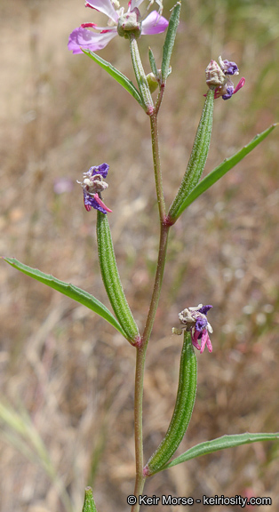 Image de Clarkia delicata (Abrams) A. Nels. & J. F. Macbr.