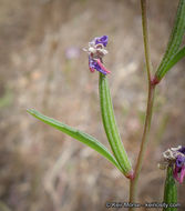 Image of Campo clarkia