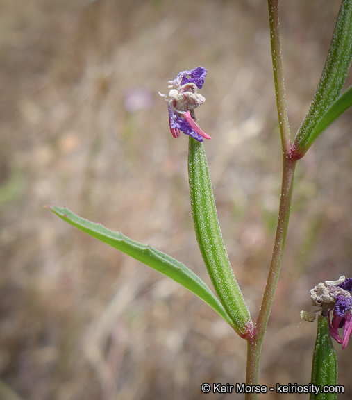 Image de Clarkia delicata (Abrams) A. Nels. & J. F. Macbr.