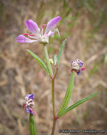 Image de Clarkia delicata (Abrams) A. Nels. & J. F. Macbr.