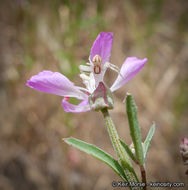 Image de Clarkia delicata (Abrams) A. Nels. & J. F. Macbr.