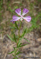 Image de Clarkia delicata (Abrams) A. Nels. & J. F. Macbr.