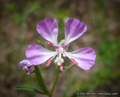 Image de Clarkia delicata (Abrams) A. Nels. & J. F. Macbr.