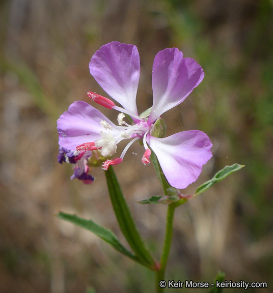 Image of Campo clarkia