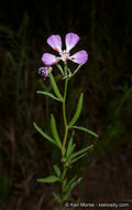 Image de Clarkia delicata (Abrams) A. Nels. & J. F. Macbr.