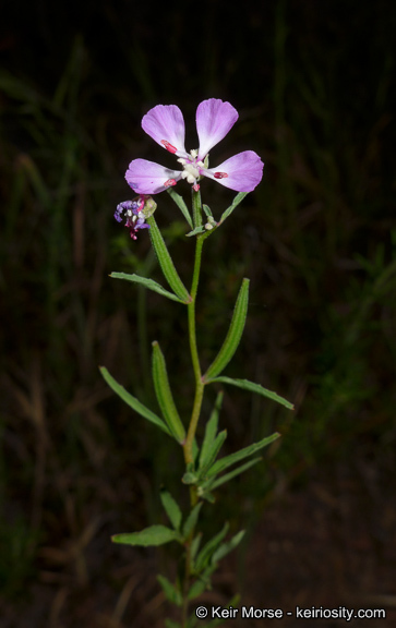 Image de Clarkia delicata (Abrams) A. Nels. & J. F. Macbr.