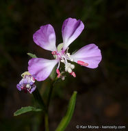 Image of Campo clarkia