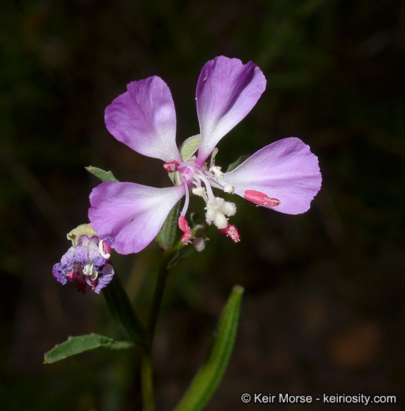 Image de Clarkia delicata (Abrams) A. Nels. & J. F. Macbr.