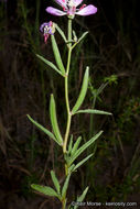 Image de Clarkia delicata (Abrams) A. Nels. & J. F. Macbr.