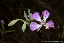 Image of Campo clarkia