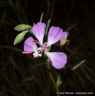 Image de Clarkia delicata (Abrams) A. Nels. & J. F. Macbr.