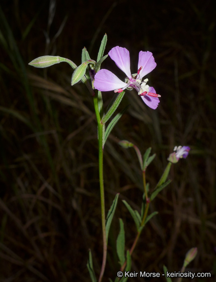 Image de Clarkia delicata (Abrams) A. Nels. & J. F. Macbr.