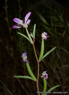 Image de Clarkia delicata (Abrams) A. Nels. & J. F. Macbr.