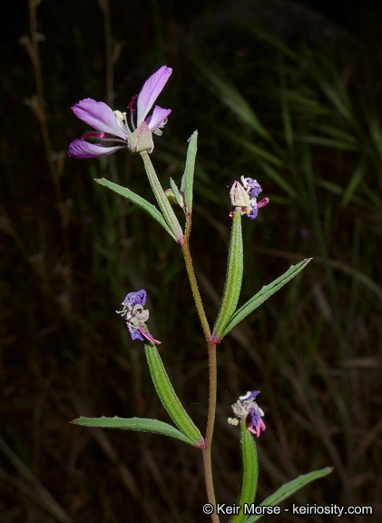 Image of Campo clarkia