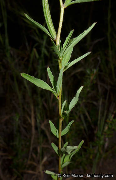 Image of Campo clarkia