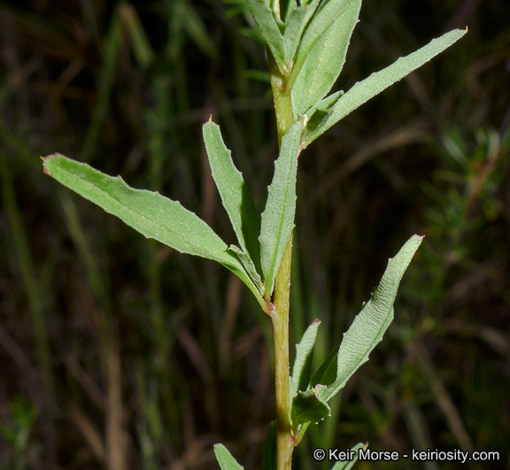 Image de Clarkia delicata (Abrams) A. Nels. & J. F. Macbr.