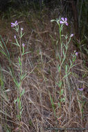 Image of Campo clarkia