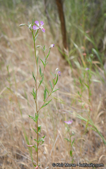 Image of Campo clarkia