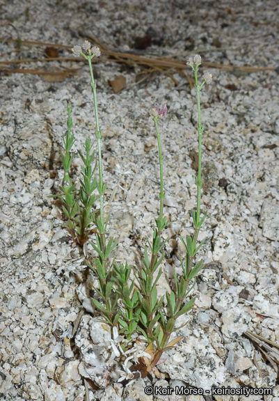 Image of Jepson's bedstraw