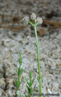 Image of Jepson's bedstraw