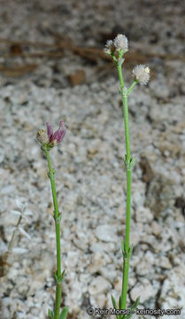 صورة Galium jepsonii Hilend & J. T. Howell