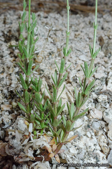 Image of Jepson's bedstraw