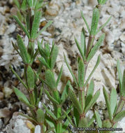 Image of Jepson's bedstraw