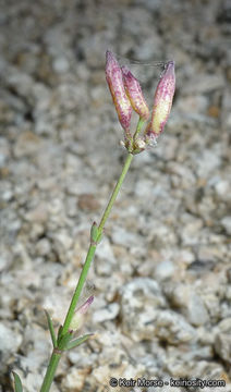 Plancia ëd Galium jepsonii Hilend & J. T. Howell