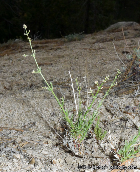 Image of Jepson's bedstraw