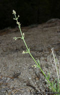 Image of Jepson's bedstraw