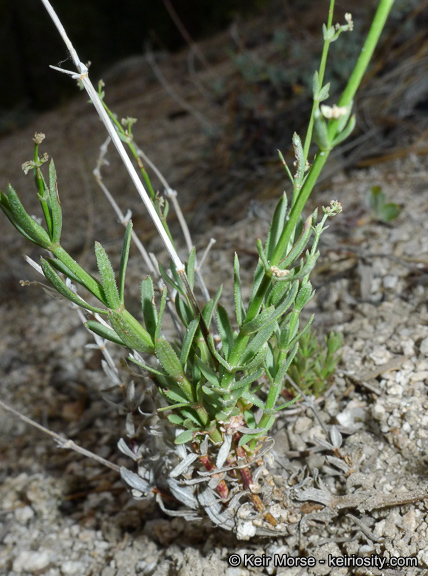 Image of Jepson's bedstraw