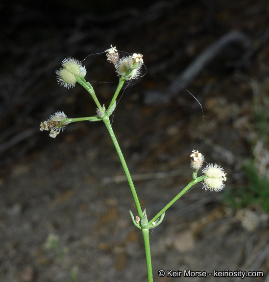 Image of Jepson's bedstraw