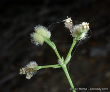 Image of Jepson's bedstraw