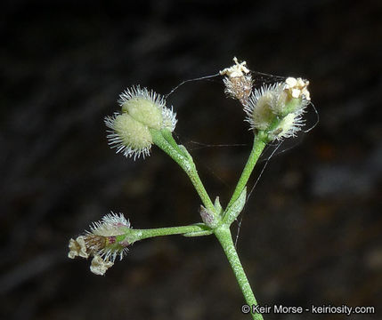 Plancia ëd Galium jepsonii Hilend & J. T. Howell